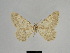  ( - SE MNC Lep 01070)  @11 [ ] Copyright (2011) Sven Erlacher Museum of Natural History Chemnitz