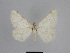  (Gnophos urmensis - SE MNC Lep 01087)  @12 [ ] Copyright (2011) Sven Erlacher Museum of Natural History Chemnitz