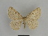  ( - SE MNC Lep 01090)  @13 [ ] Copyright (2011) Sven Erlacher Museum of Natural History Chemnitz