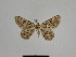  ( - SE MNC Lep 01091)  @12 [ ] Copyright (2011) Sven Erlacher Museum of Natural History Chemnitz