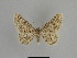  ( - SE MNC Lep 01093)  @11 [ ] Copyright (2011) Sven Erlacher Museum of Natural History Chemnitz