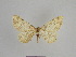  ( - SE MNC Lep 01094)  @11 [ ] Copyright (2011) Sven Erlacher Museum of Natural History Chemnitz