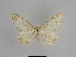  ( - SE MNC Lep 01095)  @11 [ ] Copyright (2011) Sven Erlacher Museum of Natural History Chemnitz