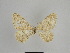  (Gnophos zaprjagaevi - SE MNC Lep 01096)  @12 [ ] Copyright (2011) Sven Erlacher Museum of Natural History Chemnitz