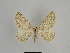  ( - SE MNC Lep 01097)  @12 [ ] Copyright (2011) Sven Erlacher Museum of Natural History Chemnitz