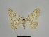  ( - SE MNC Lep 01099)  @11 [ ] Copyright (2011) Sven Erlacher Museum of Natural History Chemnitz
