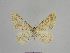  ( - SE MNC Lep 01102)  @11 [ ] Copyright (2011) Sven Erlacher Museum of Natural History Chemnitz