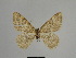  ( - SE MNC Lep 01103)  @11 [ ] Copyright (2011) Sven Erlacher Museum of Natural History Chemnitz