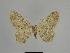  ( - SE MNC Lep 01104)  @14 [ ] Copyright (2011) Sven Erlacher Museum of Natural History Chemnitz