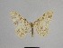  ( - SE MNC Lep 01107)  @11 [ ] Copyright (2011) Sven Erlacher Museum of Natural History Chemnitz