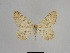  ( - SE MNC Lep 01108)  @13 [ ] Copyright (2011) Sven Erlacher Museum of Natural History Chemnitz