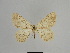  ( - SE MNC Lep 01109)  @13 [ ] Copyright (2011) Sven Erlacher Museum of Natural History Chemnitz