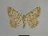  ( - SE MNC Lep 01113)  @14 [ ] Copyright (2011) Sven Erlacher Museum of Natural History Chemnitz