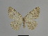  ( - SE MNC Lep 01115)  @11 [ ] Copyright (2011) Sven Erlacher Museum of Natural History Chemnitz