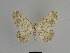  ( - SE MNC Lep 01117)  @11 [ ] Copyright (2011) Sven Erlacher Museum of Natural History Chemnitz