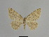 ( - SE MNC Lep 01118)  @11 [ ] Copyright (2011) Sven Erlacher Museum of Natural History Chemnitz
