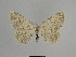  ( - SE MNC Lep 01119)  @13 [ ] Copyright (2011) Sven Erlacher Museum of Natural History Chemnitz