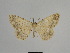  ( - SE MNC Lep 01121)  @13 [ ] Copyright (2011) Sven Erlacher Museum of Natural History Chemnitz