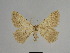  ( - SE MNC Lep 01122)  @14 [ ] Copyright (2011) Sven Erlacher Museum of Natural History Chemnitz
