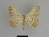  (Charissa argillata - SE MNC Lep 01123)  @14 [ ] Copyright (2011) Sven Erlacher Museum of Natural History Chemnitz