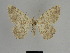  ( - SE MNC Lep 01125)  @11 [ ] Copyright (2011) Sven Erlacher Museum of Natural History Chemnitz