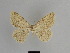  (Charissa argillata - SE MNC Lep 01126)  @14 [ ] Copyright (2011) Sven Erlacher Museum of Natural History Chemnitz