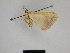  ( - SE MNC Lep 01127)  @12 [ ] Copyright (2011) Sven Erlacher Museum of Natural History Chemnitz
