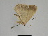  ( - SE MNC Lep 01128)  @12 [ ] Copyright (2011) Sven Erlacher Museum of Natural History Chemnitz