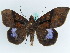  (Ischyja achysis - BC ZSM Lep 38147)  @11 [ ] CreativeCommons - Attribution Non-Commercial Share-Alike (2011) Axel Hausmann/Bavarian State Collection of Zoology (ZSM) SNSB, Zoologische Staatssammlung Muenchen
