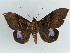  ( - BC ZSM Lep 38150)  @11 [ ] CreativeCommons - Attribution Non-Commercial Share-Alike (2011) Axel Hausmann/Bavarian State Collection of Zoology (ZSM) SNSB, Zoologische Staatssammlung Muenchen