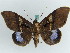  ( - BC ZSM Lep 38151)  @11 [ ] CreativeCommons - Attribution Non-Commercial Share-Alike (2011) Axel Hausmann/Bavarian State Collection of Zoology (ZSM) SNSB, Zoologische Staatssammlung Muenchen
