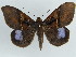  ( - BC ZSM Lep 38152)  @11 [ ] CreativeCommons - Attribution Non-Commercial Share-Alike (2011) Axel Hausmann/Bavarian State Collection of Zoology (ZSM) SNSB, Zoologische Staatssammlung Muenchen