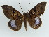  (Ischyja gynnis - BC ZSM Lep 38157)  @11 [ ] CreativeCommons - Attribution Non-Commercial Share-Alike (2011) Axel Hausmann/Bavarian State Collection of Zoology (ZSM) SNSB, Zoologische Staatssammlung Muenchen
