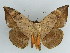  ( - BC ZSM Lep 38194)  @11 [ ] CreativeCommons - Attribution Non-Commercial Share-Alike (2011) Axel Hausmann/Bavarian State Collection of Zoology (ZSM) SNSB, Zoologische Staatssammlung Muenchen
