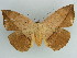  ( - BC ZSM Lep 38195)  @11 [ ] CreativeCommons - Attribution Non-Commercial Share-Alike (2011) Axel Hausmann/Bavarian State Collection of Zoology (ZSM) SNSB, Zoologische Staatssammlung Muenchen