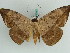  ( - BC ZSM Lep 38196)  @11 [ ] CreativeCommons - Attribution Non-Commercial Share-Alike (2011) Axel Hausmann/Bavarian State Collection of Zoology (ZSM) SNSB, Zoologische Staatssammlung Muenchen
