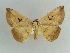  ( - BC ZSM Lep 38197)  @11 [ ] CreativeCommons - Attribution Non-Commercial Share-Alike (2011) Axel Hausmann/Bavarian State Collection of Zoology (ZSM) SNSB, Zoologische Staatssammlung Muenchen