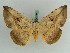  (Hypopyra ossigera - BC ZSM Lep 38198)  @11 [ ] CreativeCommons - Attribution Non-Commercial Share-Alike (2011) Axel Hausmann/Bavarian State Collection of Zoology (ZSM) SNSB, Zoologische Staatssammlung Muenchen