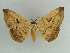  ( - BC ZSM Lep 38199)  @11 [ ] CreativeCommons - Attribution Non-Commercial Share-Alike (2011) Axel Hausmann/Bavarian State Collection of Zoology (ZSM) SNSB, Zoologische Staatssammlung Muenchen