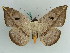  ( - BC ZSM Lep 38202)  @11 [ ] CreativeCommons - Attribution Non-Commercial Share-Alike (2011) Axel Hausmann/Bavarian State Collection of Zoology (ZSM) SNSB, Zoologische Staatssammlung Muenchen