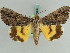  ( - BC ZSM Lep 38206)  @11 [ ] CreativeCommons - Attribution Non-Commercial Share-Alike (2011) Axel Hausmann/Bavarian State Collection of Zoology (ZSM) SNSB, Zoologische Staatssammlung Muenchen