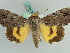  ( - BC ZSM Lep 38207)  @11 [ ] CreativeCommons - Attribution Non-Commercial Share-Alike (2011) Axel Hausmann/Bavarian State Collection of Zoology (ZSM) SNSB, Zoologische Staatssammlung Muenchen