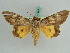  ( - BC ZSM Lep 38208)  @11 [ ] CreativeCommons - Attribution Non-Commercial Share-Alike (2011) Axel Hausmann/Bavarian State Collection of Zoology (ZSM) SNSB, Zoologische Staatssammlung Muenchen