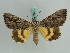 ( - BC ZSM Lep 38209)  @11 [ ] CreativeCommons - Attribution Non-Commercial Share-Alike (2011) Axel Hausmann/Bavarian State Collection of Zoology (ZSM) SNSB, Zoologische Staatssammlung Muenchen