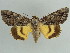  ( - BC ZSM Lep 38211)  @11 [ ] CreativeCommons - Attribution Non-Commercial Share-Alike (2011) Axel Hausmann/Bavarian State Collection of Zoology (ZSM) SNSB, Zoologische Staatssammlung Muenchen