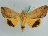  ( - BC ZSM Lep 38212)  @11 [ ] CreativeCommons - Attribution Non-Commercial Share-Alike (2011) Axel Hausmann/Bavarian State Collection of Zoology (ZSM) SNSB, Zoologische Staatssammlung Muenchen