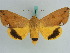  ( - BC ZSM Lep 38213)  @11 [ ] CreativeCommons - Attribution Non-Commercial Share-Alike (2011) Axel Hausmann/Bavarian State Collection of Zoology (ZSM) SNSB, Zoologische Staatssammlung Muenchen