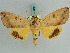  ( - BC ZSM Lep 38214)  @11 [ ] CreativeCommons - Attribution Non-Commercial Share-Alike (2011) Axel Hausmann/Bavarian State Collection of Zoology (ZSM) SNSB, Zoologische Staatssammlung Muenchen