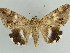  ( - BC ZSM Lep 38217)  @13 [ ] CreativeCommons - Attribution Non-Commercial Share-Alike (2011) Axel Hausmann/Bavarian State Collection of Zoology (ZSM) SNSB, Zoologische Staatssammlung Muenchen