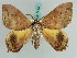  ( - BC ZSM Lep 38220)  @11 [ ] CreativeCommons - Attribution Non-Commercial Share-Alike (2011) Axel Hausmann/Bavarian State Collection of Zoology (ZSM) SNSB, Zoologische Staatssammlung Muenchen